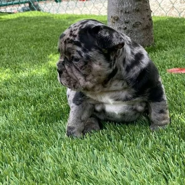 regalo bulldog inglese cuccioli con pedigree