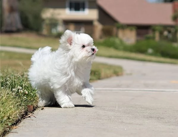 regalo maltese cuccioli meravigliosi ! 