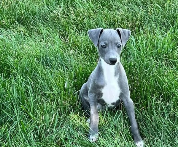 cuccioli di levriero italiano di tre mesi