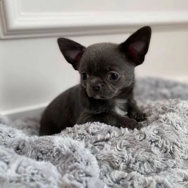 regalo chihuahua cuccioli meravigliosi ! 