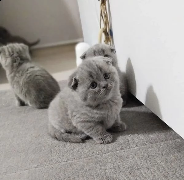 cuccioli british shorthair