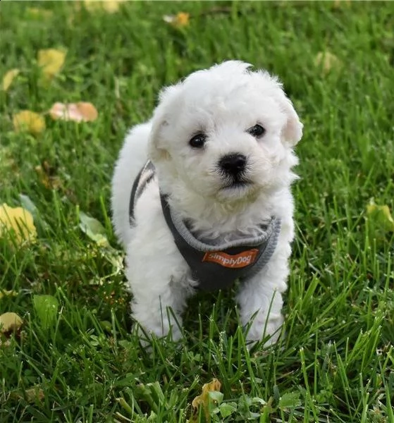 bichon frise for sale 