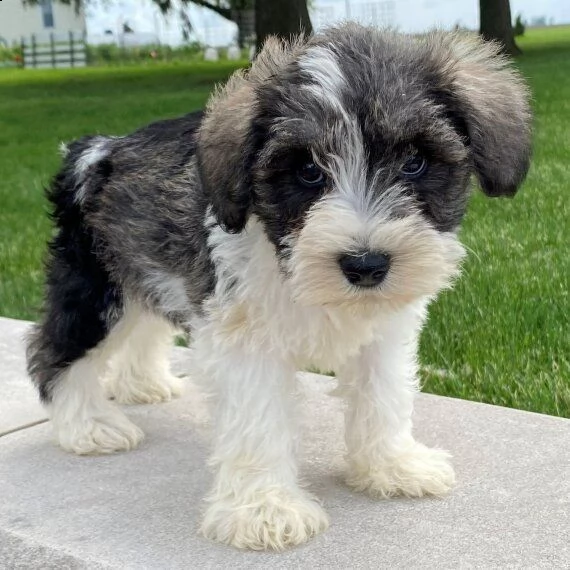 regalo cuccioli di miniature schnauzer