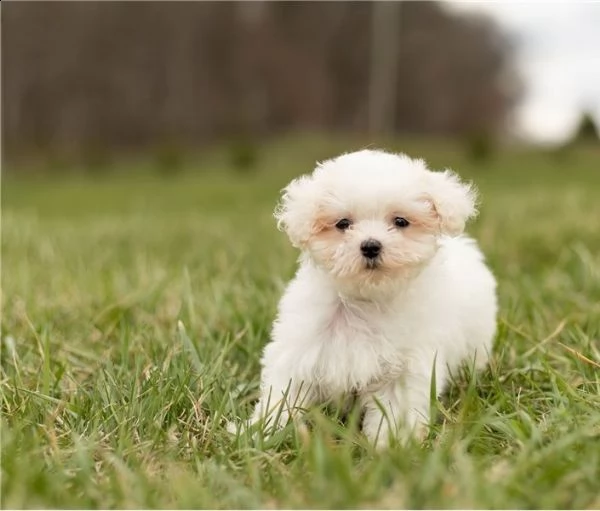 cuccioli maltesi in vendita | Foto 0