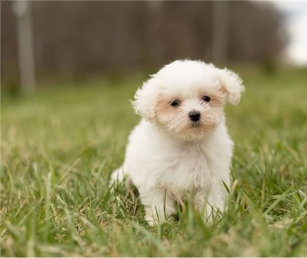 cuccioli maltesi in vendita