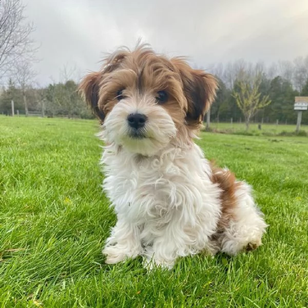 regalo havanese cuccioli meravigliosi ! 