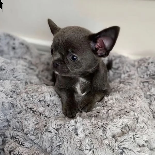 regalo chihuahua cuccioli meravigliosi ! 