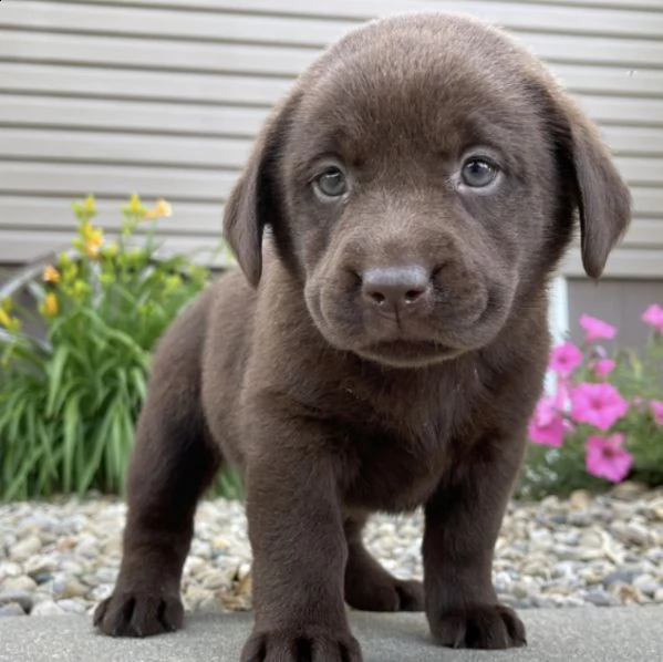 regalo cuccioli di labrador retriever (maschio e femmina) 