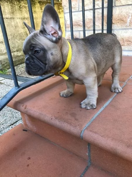 regalo cuccioli di bulldog francese (maschio e femmina)