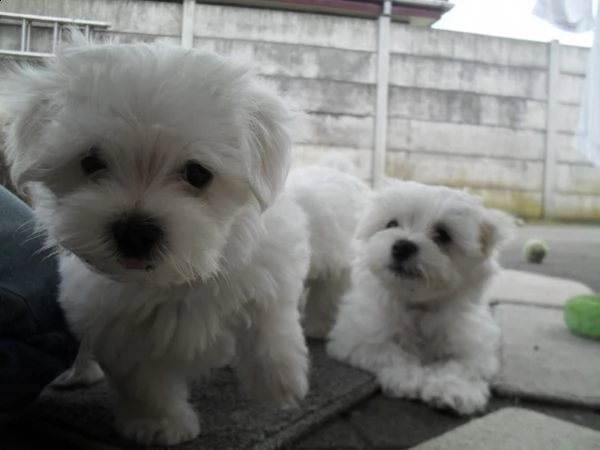 regalo cuccioli di maltese mini toy (maschio e femmina) 