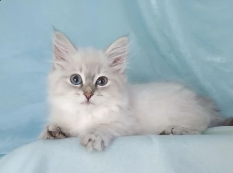 cuccioli di siberiano bianco | Foto 0