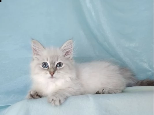 cuccioli di siberiano bianco