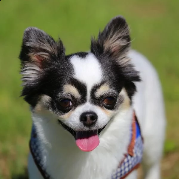 meraviglioso regalo di chihuahua  cuccioli di chihuahua di ottima genealogia, già vaccinati, svermin