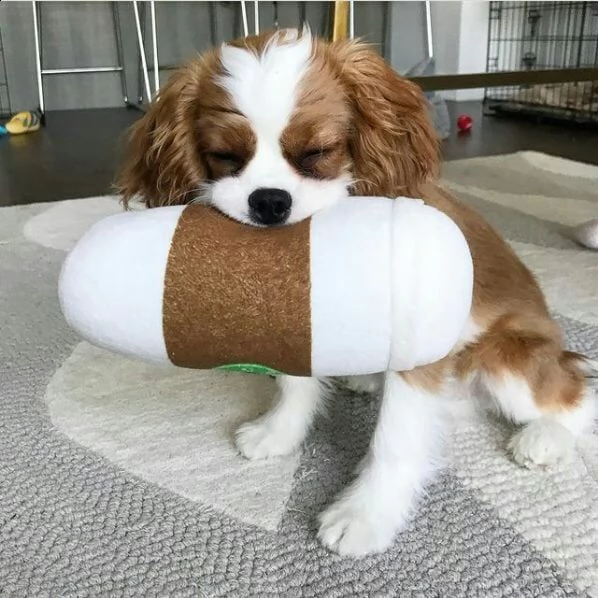 cuccioli di cavalier king  femminucce e maschietti per l'adozione gratuita i cuccioli sono vaccinati