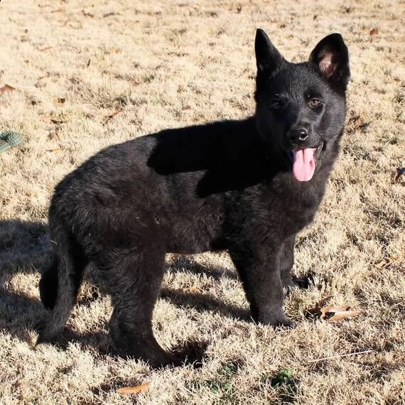 pastore tedesco cuccioli per l'adozione bellissima cucciolata cerca nuova famiglia, 4 maschi e 3 fem