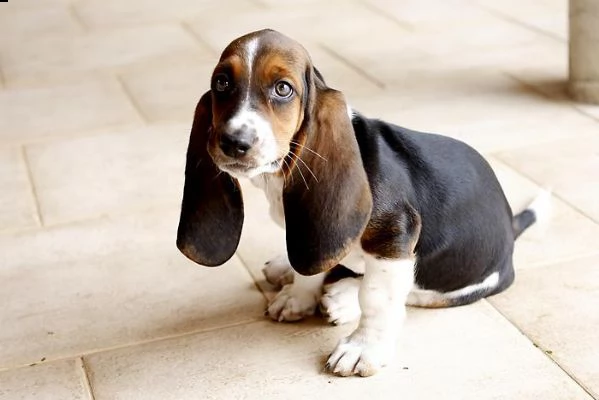  regalo cuccioli basset hound