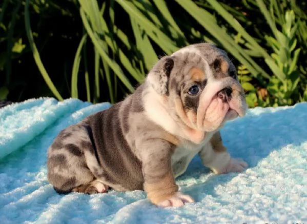 regalo bulldog inglese cuccioli con pedigree