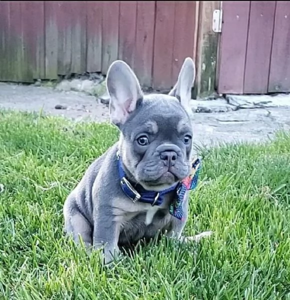 adorabile bulldog francese per regalo adozione[][][][[[