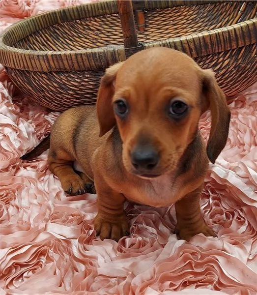  regalo adorabili cuccioli  bassotto femminucce e maschietti