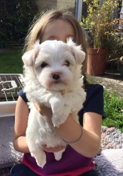 regalo allevamento cuccioli havanese