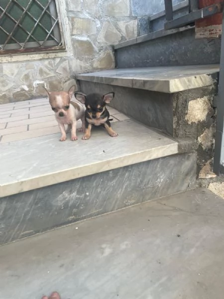 Cuccioli di chihuahua toy e mini toy  | Foto 4