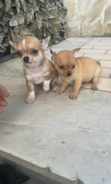 Cuccioli di chihuahua toy e mini toy  | Foto 3