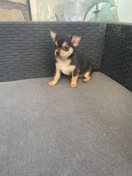 Cuccioli di chihuahua toy e mini toy  | Foto 1