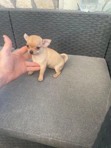 Cuccioli di chihuahua toy e mini toy  | Foto 0