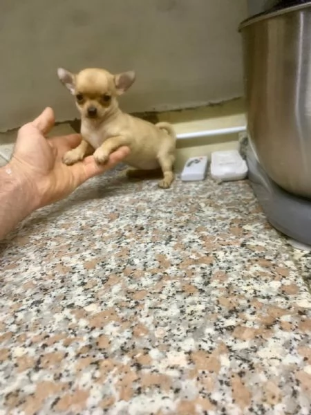 Chihuahua mini toy e chihuahua toy | Foto 3