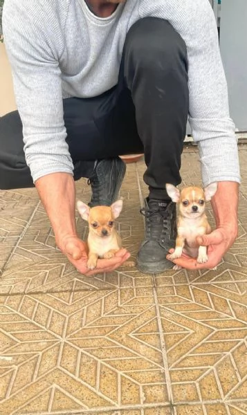 Cuccioli di chihuahua mini toy e toy 