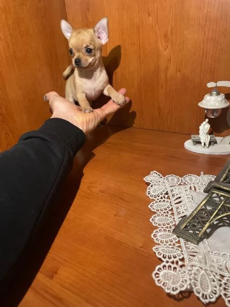 Cuccioli di chihuahua toy  | Foto 4