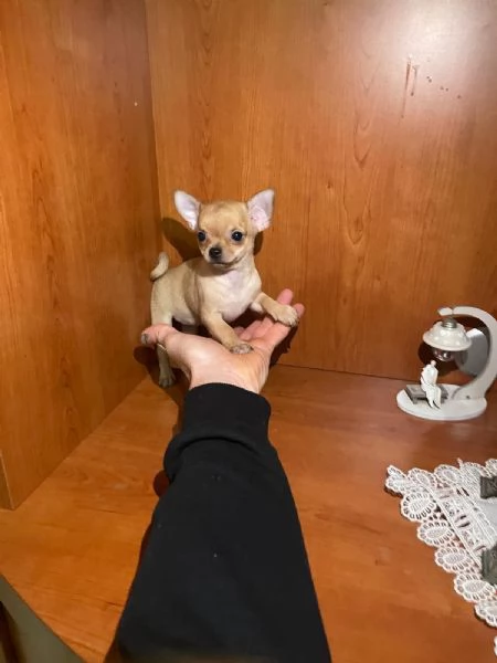 Cuccioli di chihuahua toy  | Foto 3