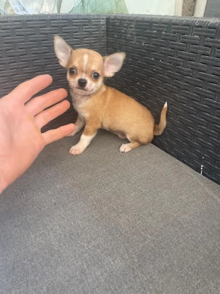 Cuccioli di chihuahua toy 