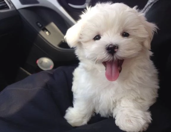 cuccioli maltesi super adorabili