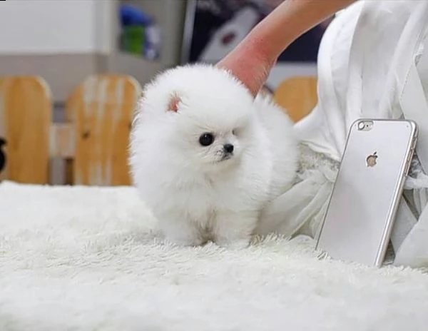  regalo cuccioli di volpino di pomerania..