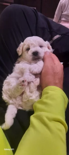 Cucciolo Maltese maschio e femmina taglia piccola 