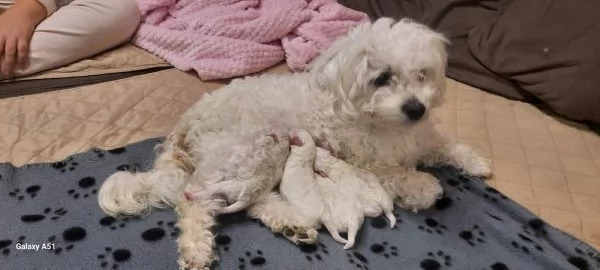 Cucciolo Maltese maschio e femmina taglia piccola  | Foto 4