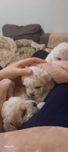 Cucciolo Maltese maschio e femmina taglia piccola  | Foto 1