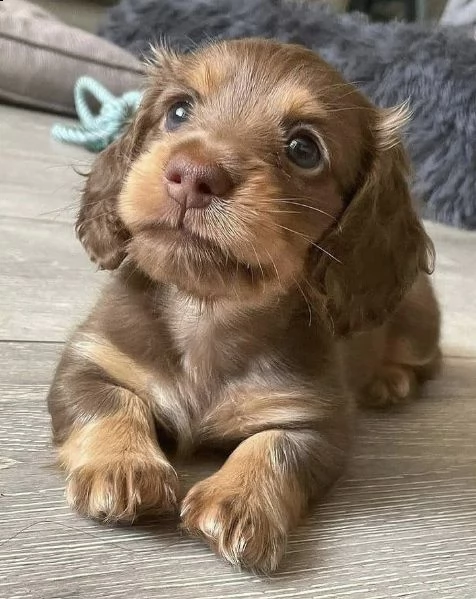  regalo adorabili cuccioli  bassotto (dachshund) femminucce e maschietti disponibili