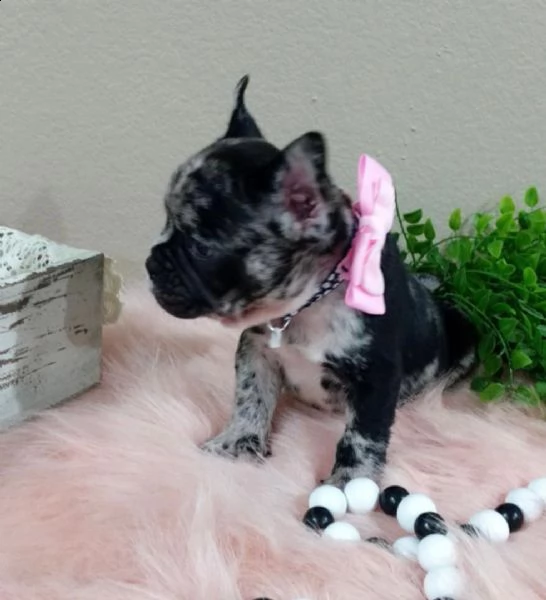 adorabili cuccioli   bulldog francese bianco     femminucce e maschietti disponibili