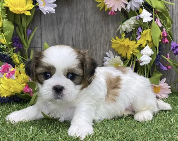   cuccioli di shihtzu  femminucce e maschietti disponibili .