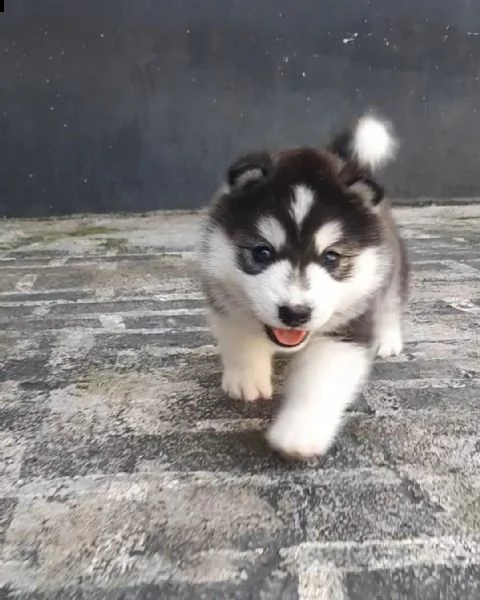 regalo siberian husky con pedigree 