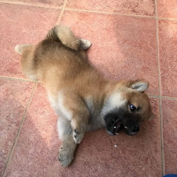 regalo akita cuccioli meravigliosi ! 