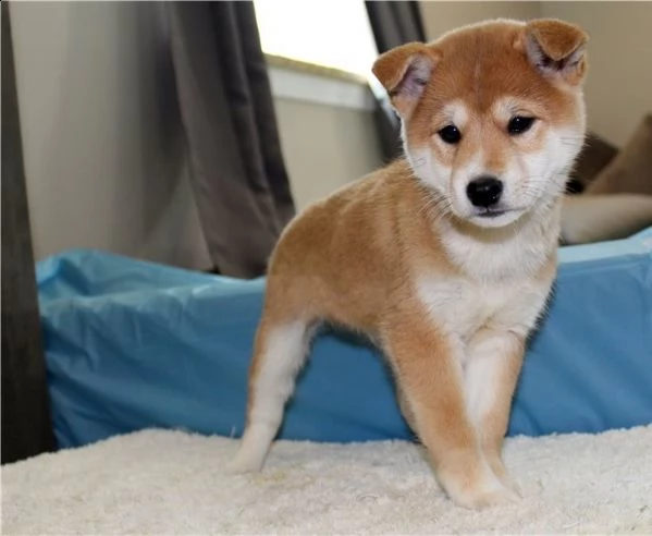 regalo cuccioli shiba inu cuccioli shiba inu maschio e femmina disponibile