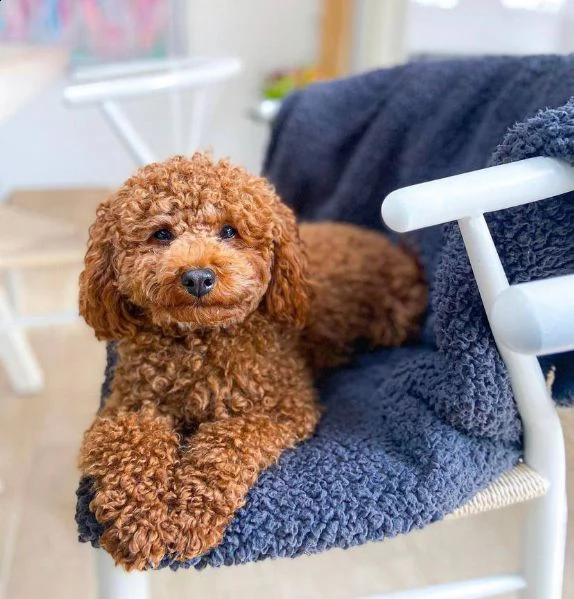 regalo adorabili cuccioli   barboncino     femminucce e maschietti