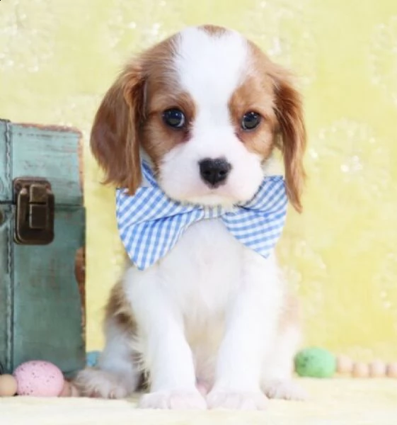 cuccioli di cavalier king     femminucce e maschietti disponibili .