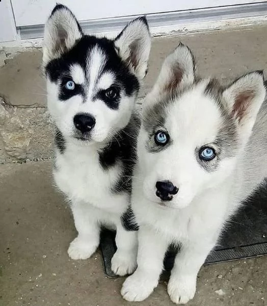 regalo cuccioli di husky siberiano  maschi e femmina.  