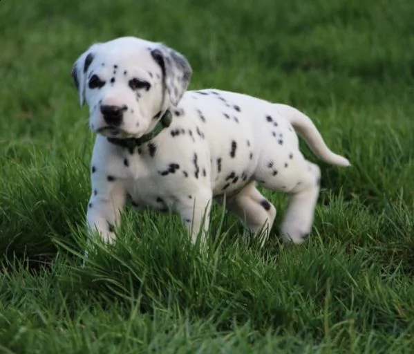 adorabili cuccioli dalmata