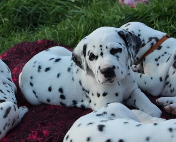 adorabili cuccioli dalmata | Foto 1