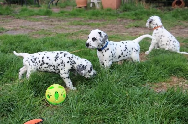 adorabili cuccioli dalmata | Foto 0